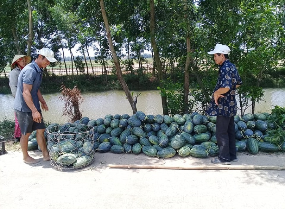 DUAHAu langtranxa.vn